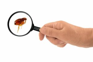 A flea in a magnifying glass which someone is holding.