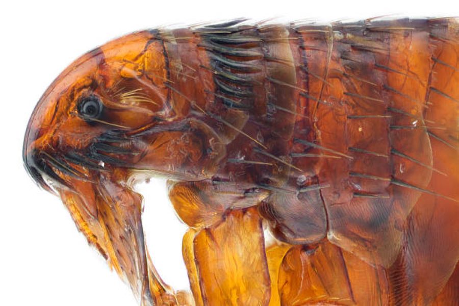 A close up of a flea.