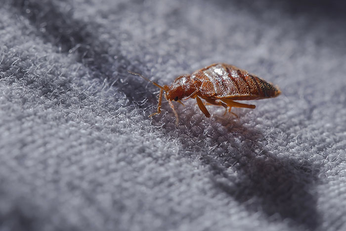 Bedbugs: A close up of a bedbug.