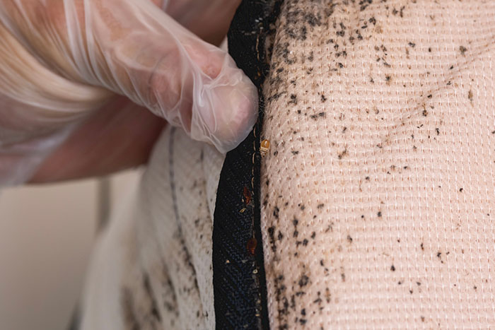 Bedbug infestation: Bedbugs hiding in a mattress.