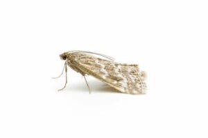 A single clothes moth on a white background.