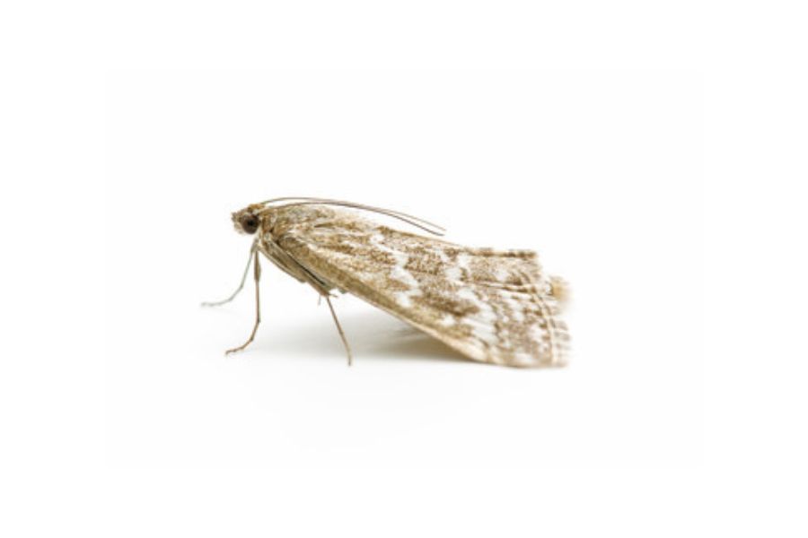 Clothes Moth Control Guide Liverpool Pest Controls