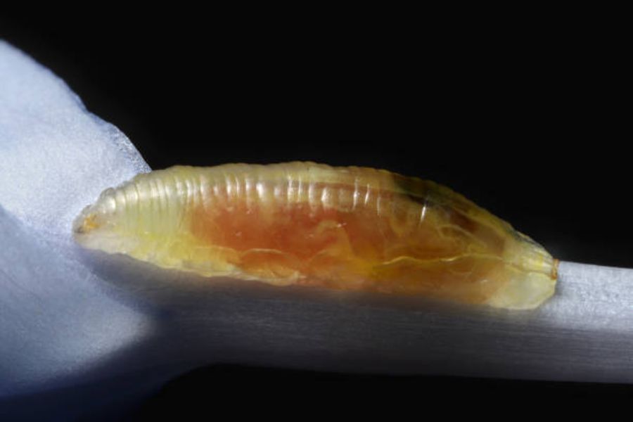 A cluster fly larvae.