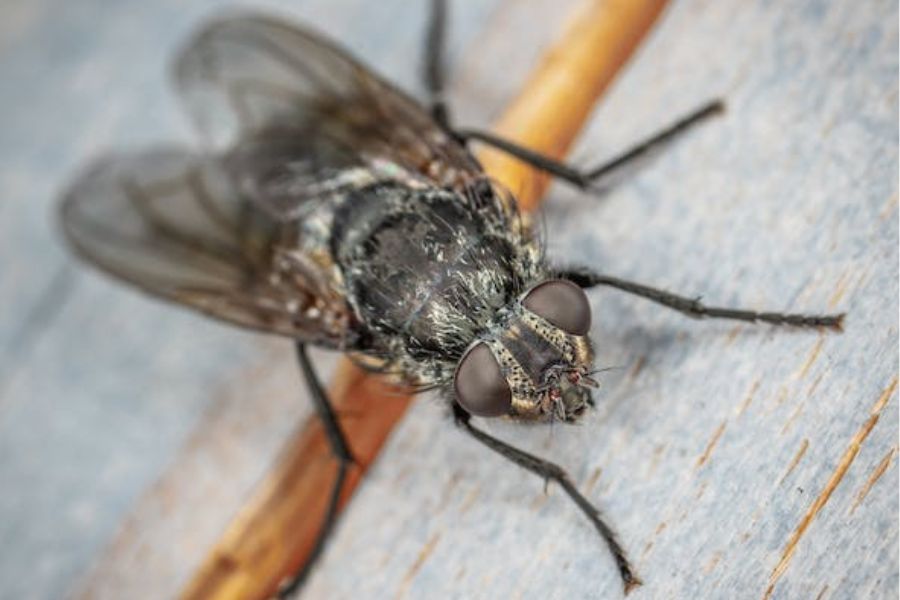 A close up of a cluster fly.