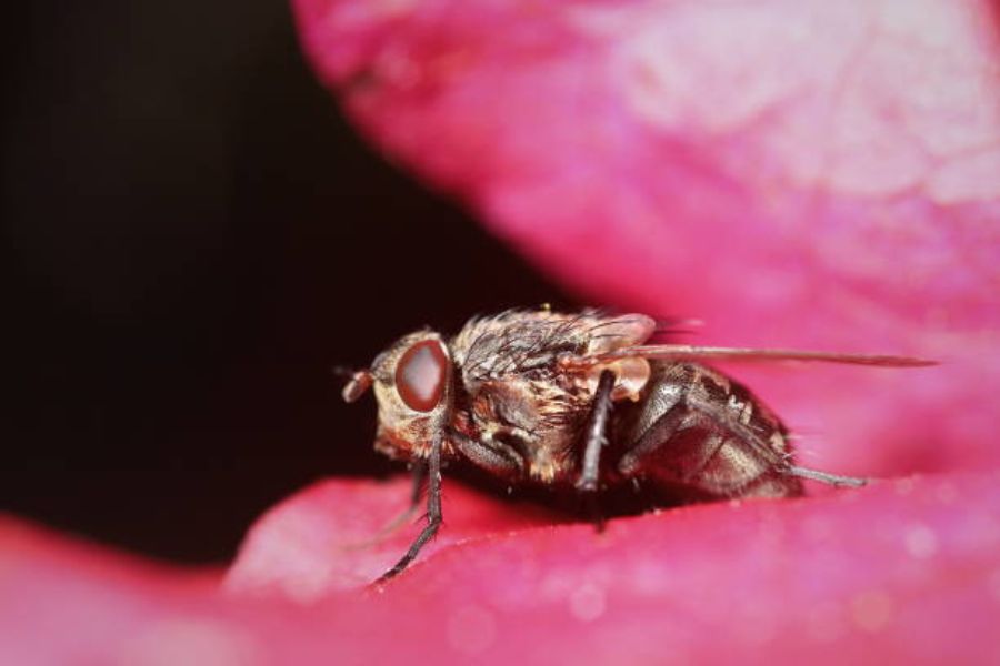 A cluster fly on a pink and black background.