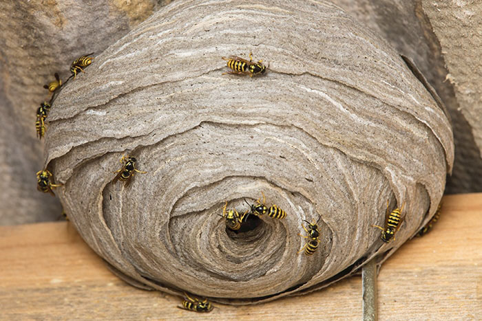 Wasp Nest