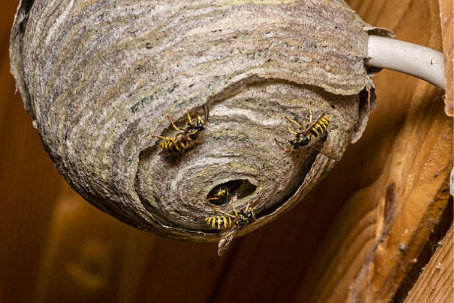 Three wasps attached to the outside of a grey, brown wasp nest.