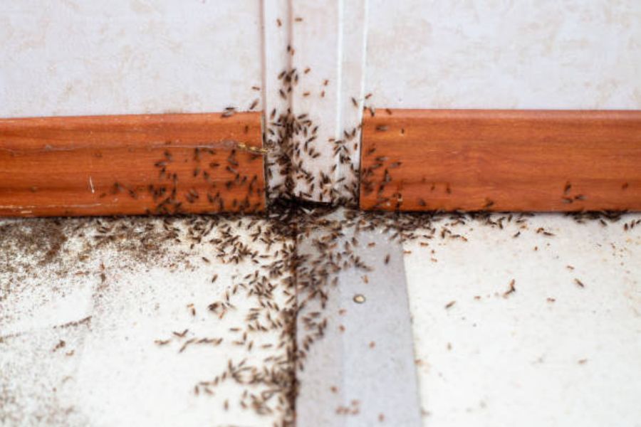 Ant infestation on the floor and up the wall.