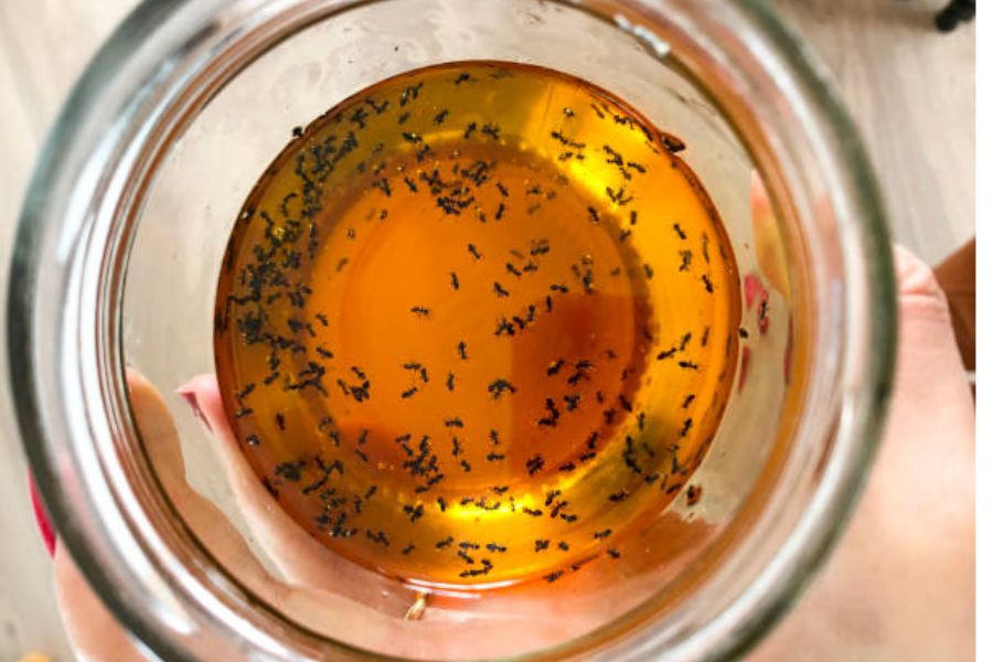 Ant infestation in a liquid.