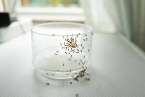 An ant infestation on a glass cup and table.