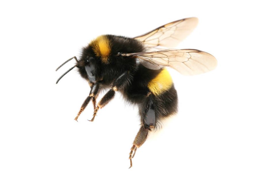 Bee Nests: A single bee on a white background.