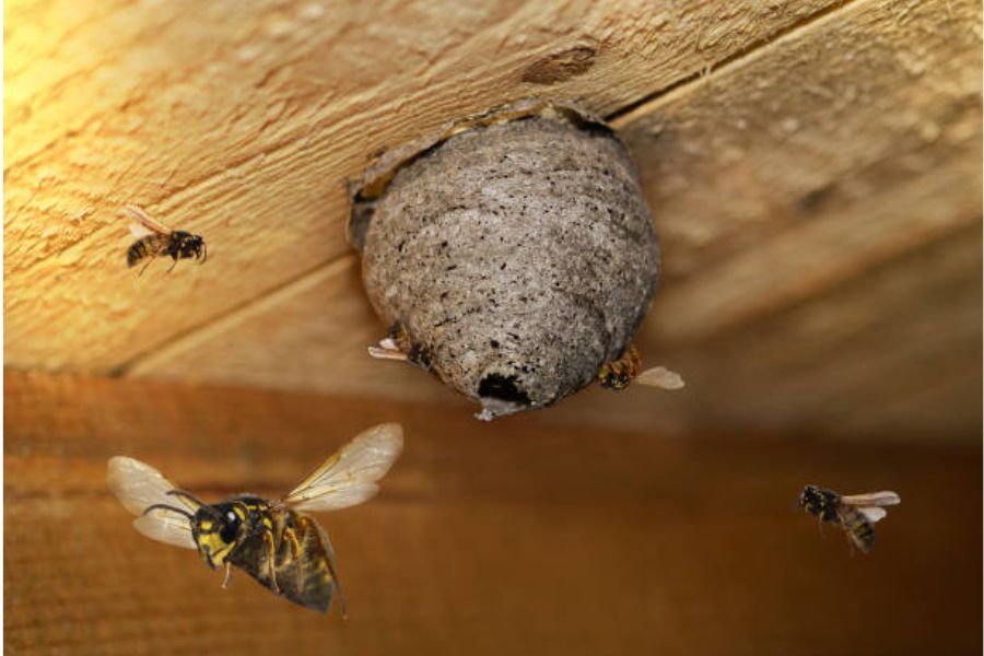 A small bee nests attached to a wooden ceiling.