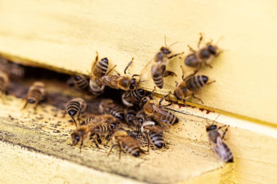 Bee nests: A swarm of bees entering an opening in a wooden building.