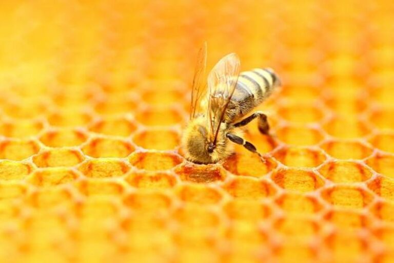 A single bee with its head inside a honeycomb.