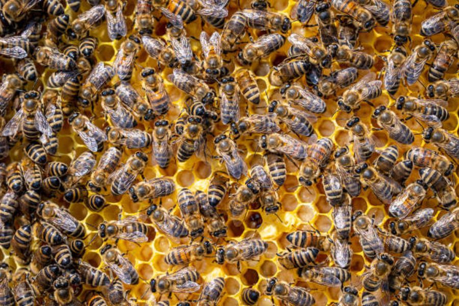 A swarm of bees covering a honeycomb structure.