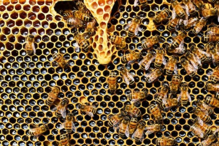 Bees on top of a honeycomb structure.