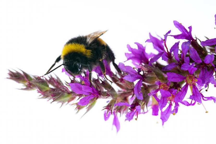 A bumblebee pollinating a flower.