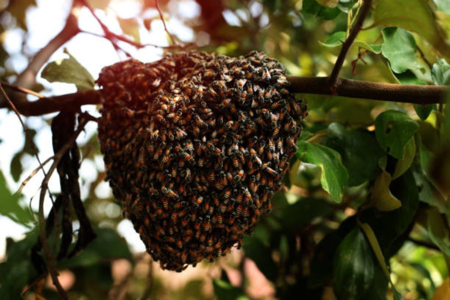 A swarm of bees creating a bee nest which is hanging from a tree branch.