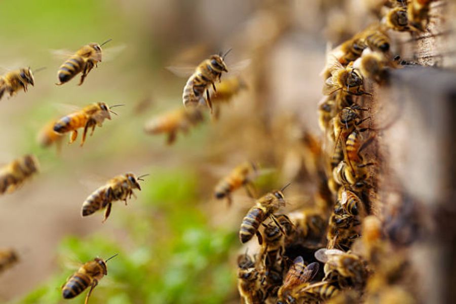 Multiple bees swarming around and attempting to gather on a structure.