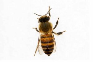 A single bee on a white background.