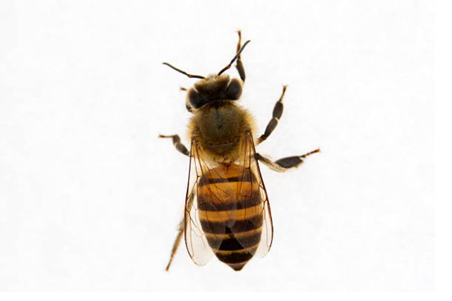 A single bee on a white background.