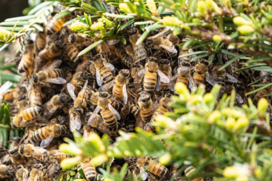 A swarm of bees in a hedge.