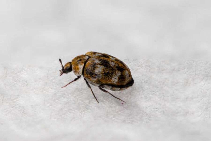 Carpet beetle