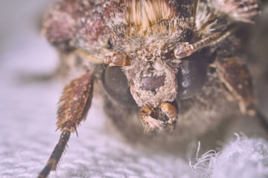 A close up image of a clothes moths head.