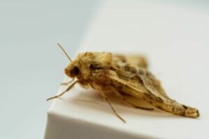 A clothes moth on a white object.