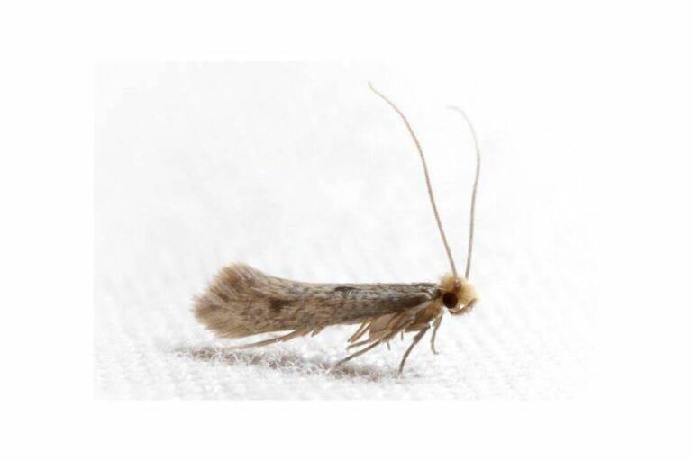 A single clothes moth on a white fabric.