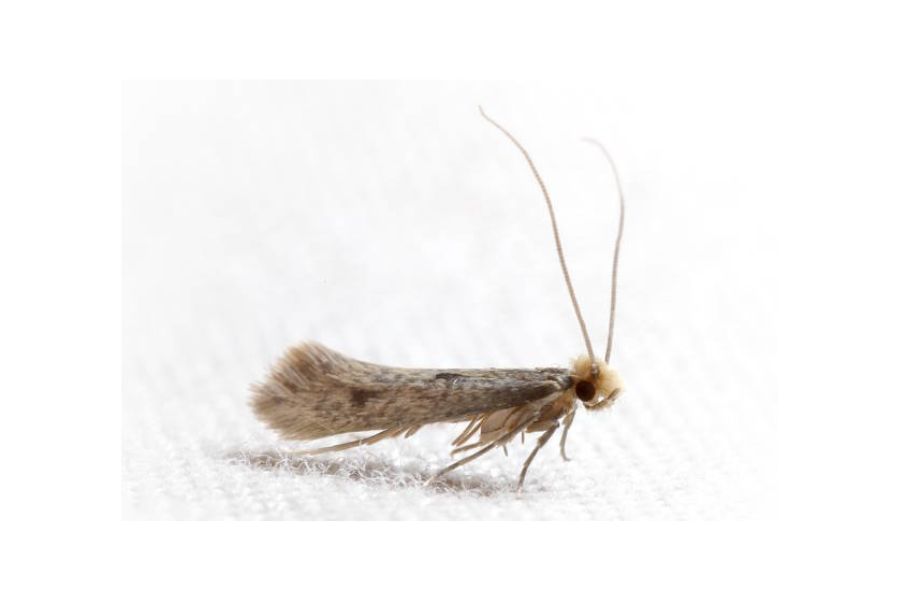 Dealing with Clothes Moths - Liverpool Pest Controls