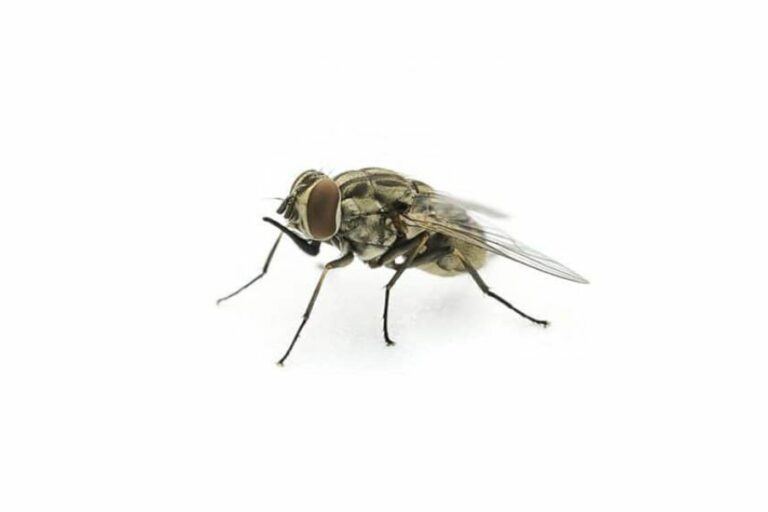 Cluster Flies: Your Questions Answered