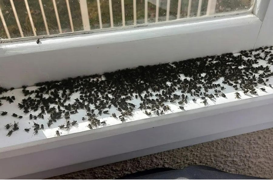 Multiple cluster flies on a white window ledge.