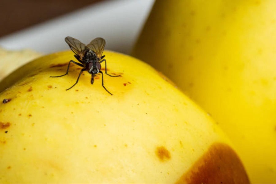 A fly on top of a potato.