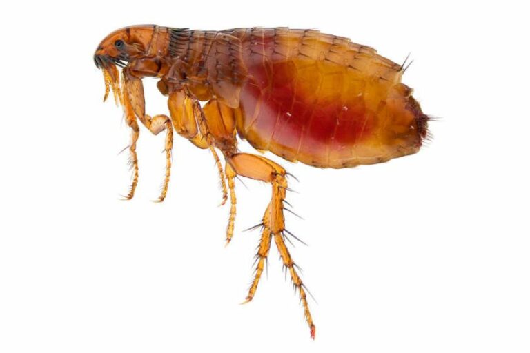 A single flea on a white background.