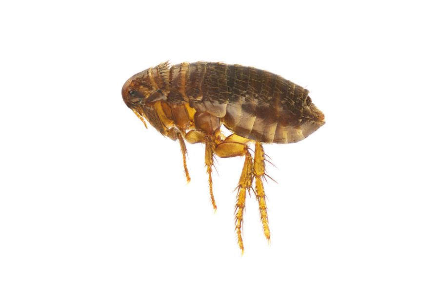 A single flea on a white background.