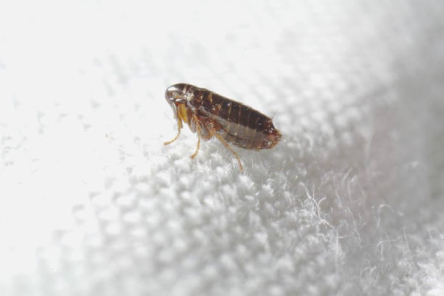 A flea on white fabric.