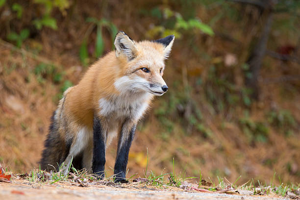 A reddish brown fox.