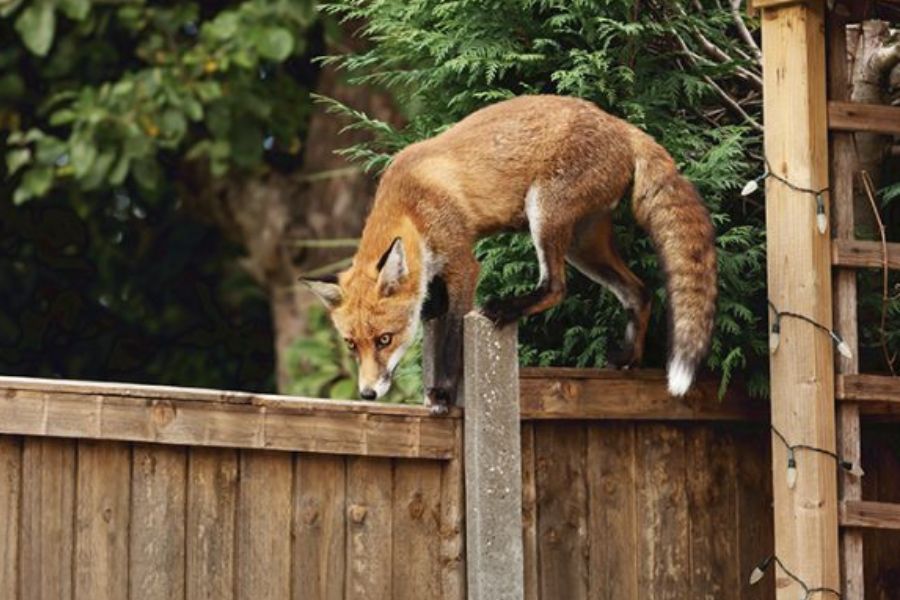 A reddish brown fox creeping along the top of a wooden fence, in someone's garden.