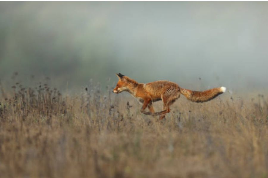 A reddish brown fox.