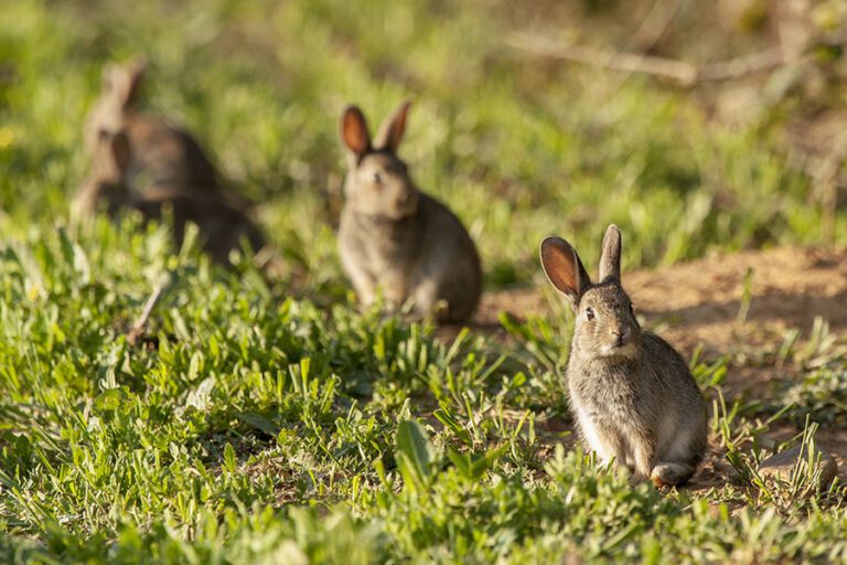 Rabbit Infestations: Effective Deterrence Methods