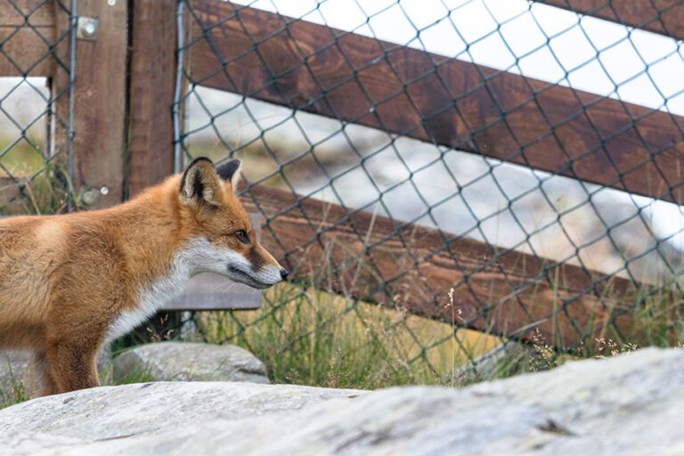 Fox Infestations and Control Methods