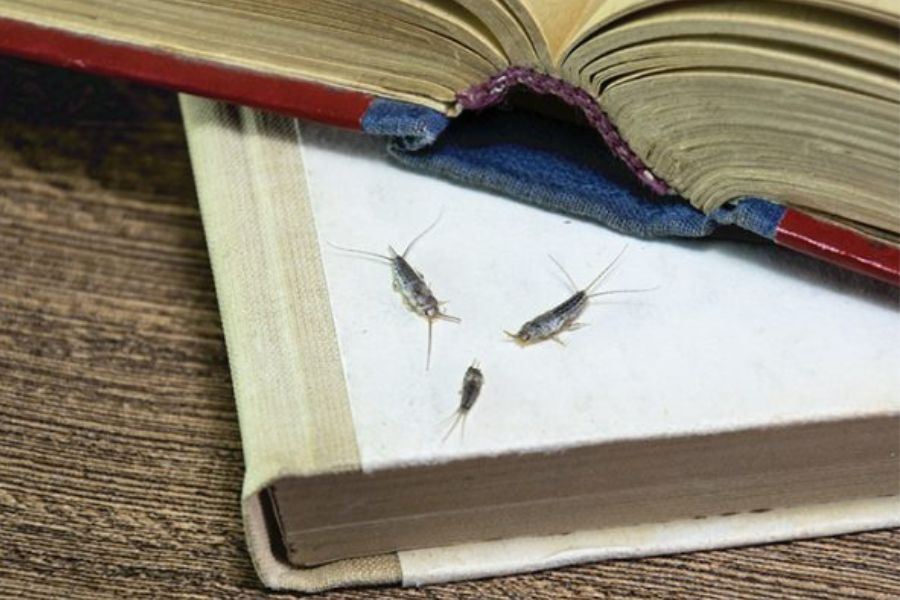 Three silverfish lying on a white book.