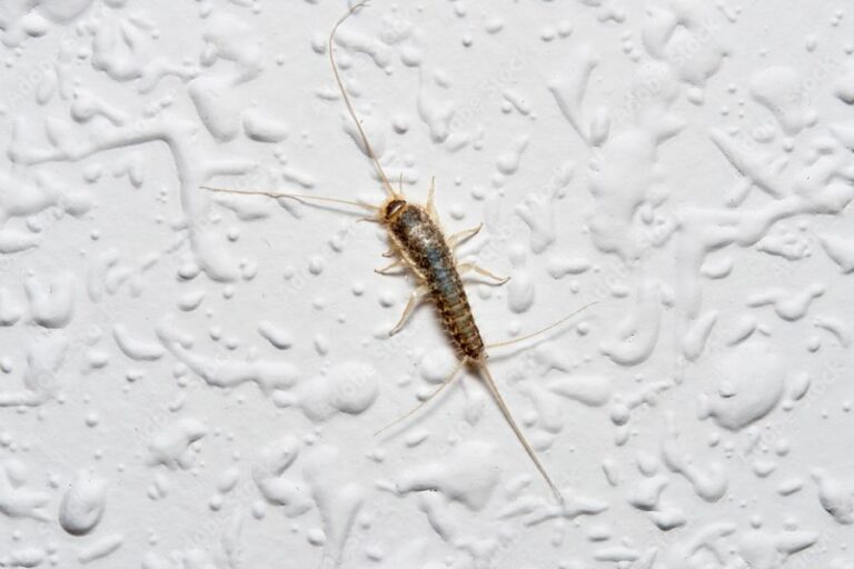 Silverfish climbing a white wall.