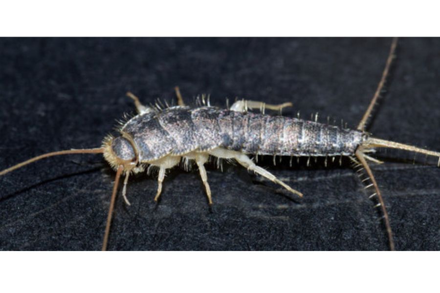 A close up of a silverfish.