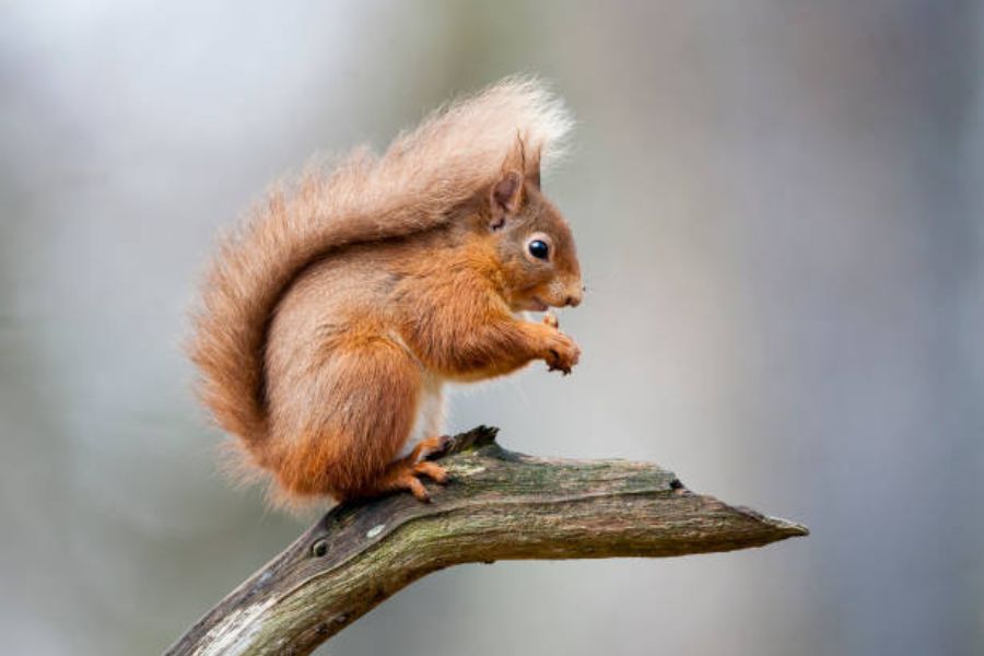 A red squirrel sitting on a branch.