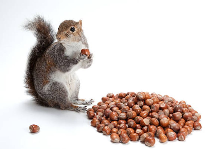 A grey squirrel holding a nut, standing beside a whole bunch of nuts.