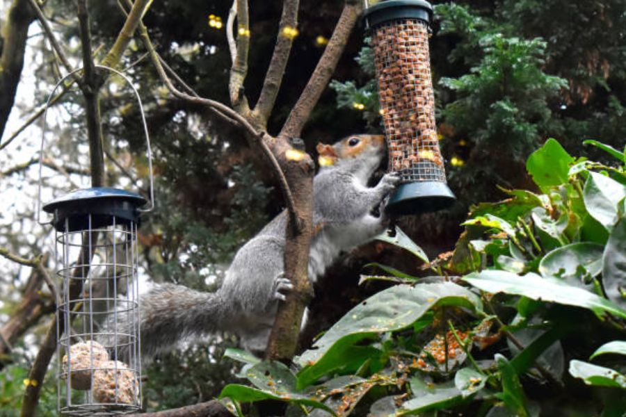 A grey squirrel.