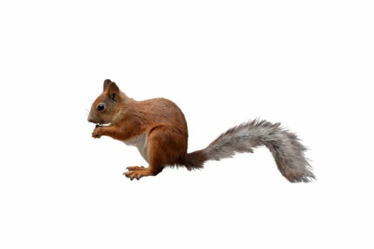 A red squirrel with a grey tale on a white background.