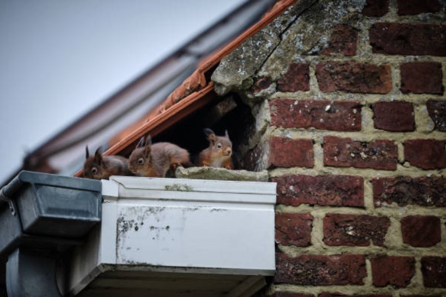 Three squirrels on a roof.